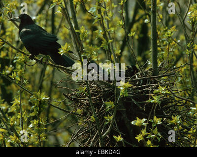 rook (Corvus frugilegus), pair at nest Stock Photo