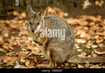 tammar wallaby, dama wallaby (Macropus eugenii), close-up view Stock Photo