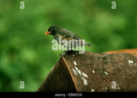 Cactus ground finch, Common cactus-finch, Small Cactus Finch (Geospiza scandens), on a roof, Ecuador, Galapagos Islands Stock Photo