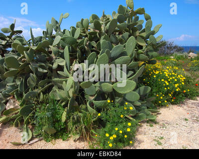 Indian fig, cactus pear (Opuntia ficus-indica, Opuntia ficus-barbarica), on Mediterranean coast, Cyprus Stock Photo