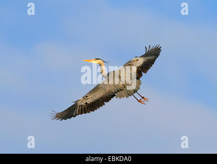 grey heron (Ardea cinerea), flying, Germany Stock Photo