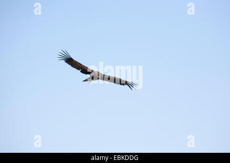 Californian condor (Gymnogyps californianus), flying over the Grand Canyon, USA, Utah, Grand Canyon National Park Stock Photo