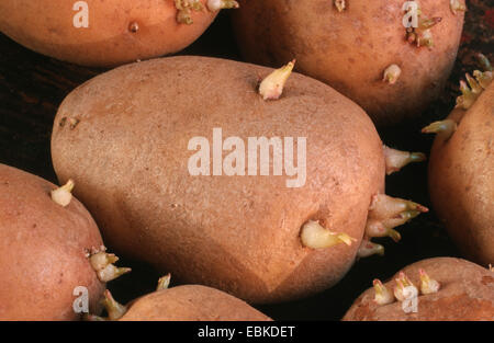 potato (Solanum tuberosum), tubers with outcoming buds Stock Photo