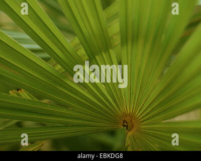 Chinese hemp palm (Trachycarpus fortunei, Trachycarpus excelsa), leaf Stock Photo