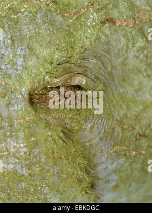 grey alder, hoary alder, speckled alder (Alnus incana), bark, Germany Stock Photo