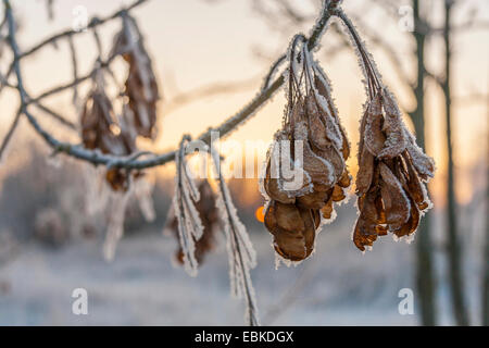 Frosty Leaves In The Winter Park Stock Photo
