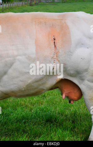 Belgian Blue (Bos primigenius f. taurus), Caesarian suture at the flank of a cow, Belgium, West Flanders Stock Photo