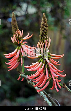 coral tree, Mulungu (Erythrina speciosa var. rosea, Erythrina rosea), inflorescence Stock Photo