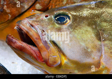 dusky grouper, dusky perch (Epinephelus marginatus), dusky grouper on the fish market, Canary Islands, Tenerife Stock Photo