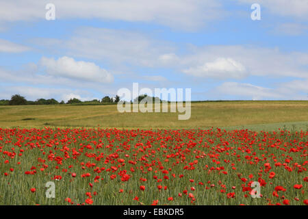 Common poppy, Corn poppy, Red poppy (Papaver rhoeas), cornfield with blooming poppy, Germany Stock Photo