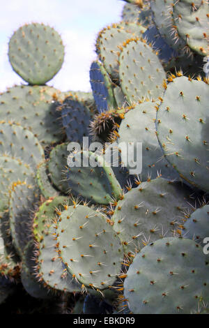 prickly pears (Opuntia spec.), Canary Islands, Tenerife, Buenavista del Norte Stock Photo