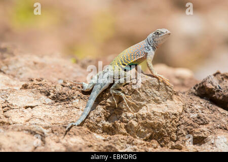 greater earless lizard (Cophosaurus texanus), sitting on dry soil ground, USA, Arizona, Sonora Wueste, Phoenix Stock Photo