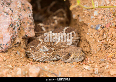 Western Diamondback Rattlesnake (Crotalus atrox), lurking for prey in a burrow, USA, Arizona, Sonoran, Phoenix Stock Photo