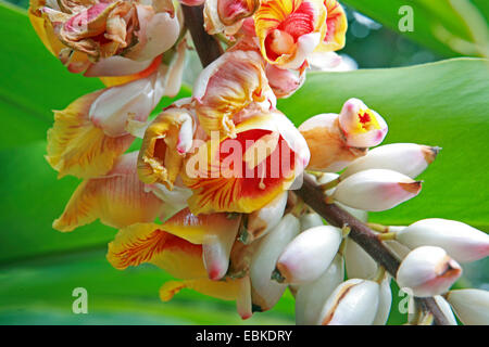 Shell Ginger, Light galangal, Pink porcelain lily, Shell flower, Variegated ginger, Butterfly ginger (Alpinia zerumbet), flowers, Canary Islands, Tenerife Stock Photo