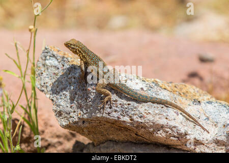 side-blotched lizard (Uta stansburiana), male sitting on a stone, USA, Arizona, Sonorawueste, Phoenix Stock Photo