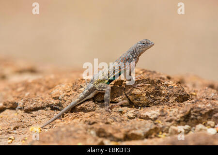 greater earless lizard (Cophosaurus texanus), sitting on dry soil ground, USA, Arizona, Sonora Wueste, Phoenix Stock Photo