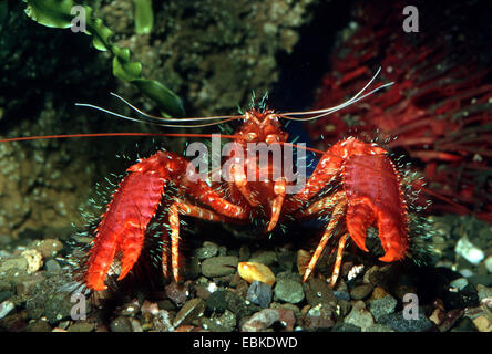 Red reef lobsters (Enoplometopus occidentalis), front view Stock Photo