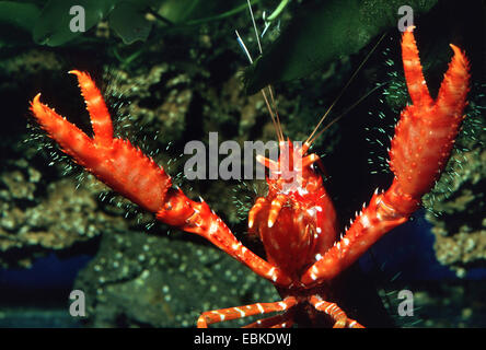 Red reef lobsters (Enoplometopus occidentalis), portrait worms-eye view Stock Photo