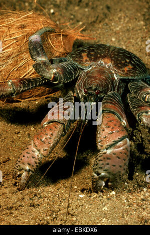 coconut crab, robber crab, palm crab, tree crab, purse crab (Birgus latro), with coconut Stock Photo