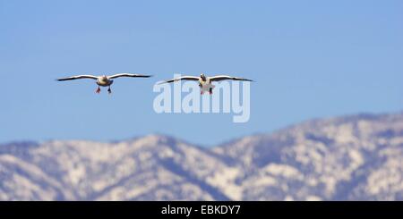 snow goose (Anser caerulescens atlanticus, Chen caerulescens atlanticus), sandhill crane flying in frint of snowcovered mountains, USA, New Mexico, Bosque del Apache Wildlife Refuge Stock Photo