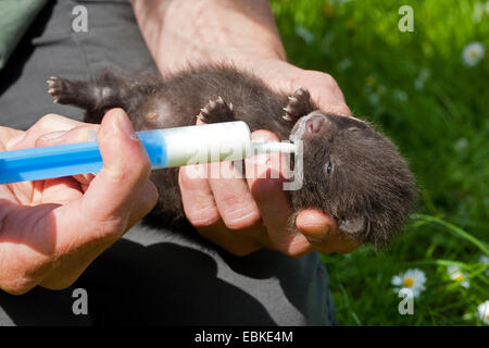 raccoon dog (Nyctereutes procyonoides), orphaned puppy rearing by hand and feeding with special milk, Germany Stock Photo