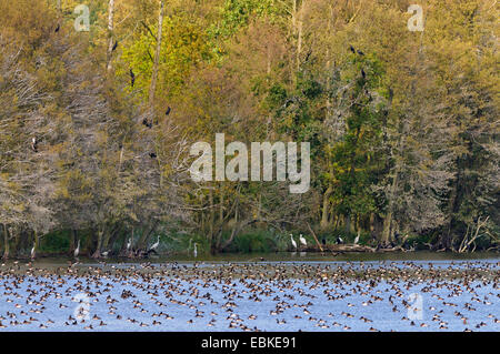great egret, Great White Egret (Egretta alba, Casmerodius albus, Ardea alba), resting ducks, cormorants and herons at a lake, Germany Stock Photo