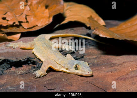 Flat-tailed House Gecko (Cosymbotus platyurus), front view, Owen Stock Photo