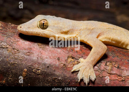 Flat-tailed House Gecko (Cosymbotus platyurus), portrait, Owen Stock Photo