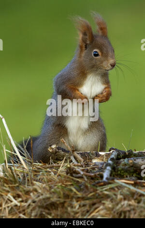 European red squirrel, Eurasian red squirrel (Sciurus vulgaris), sitting on an old hay bale, Germany Stock Photo
