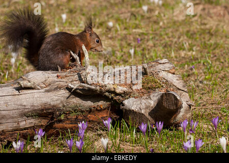 European red squirrel, Eurasian red squirrel (Sciurus vulgaris), sitting on a tree snag in a meadow with blooming crocuses, Switzerland, Graubuenden Stock Photo
