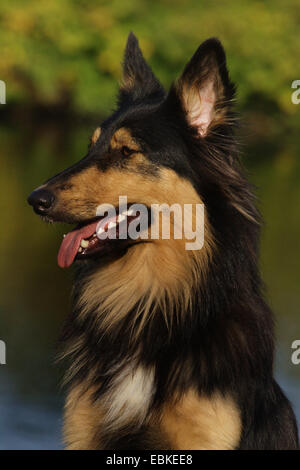 Collie Mixed Breed Stock Photo 279577369 Alamy