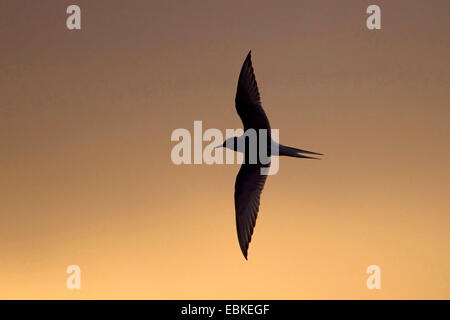 arctic tern (Sterna paradisaea), in flight at sunset, Norway, Svalbard Stock Photo