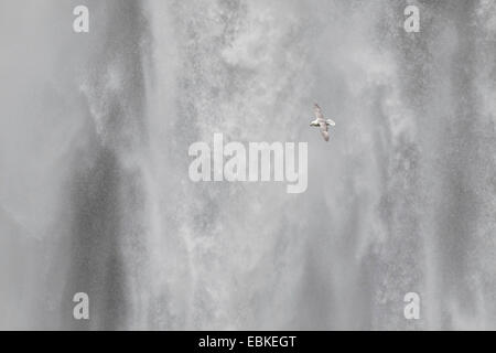 northern fulmar (Fulmarus glacialis), in flight in front of Skogafoss waterfall, Iceland Stock Photo