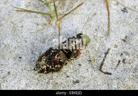 pellet of a gull on the beach with shells, Germany Stock Photo