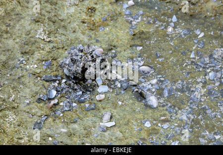 pellet of a gull on the beach with shells, Germany Stock Photo