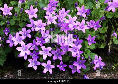 Dalmatian bellflower, Adria bellflower, Wall bellflower (Campanula portenschlagiana), blooming Stock Photo