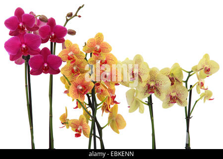 Moth orchid (Phalaenopsis-Hybride), different breeds with pink and with ruddy-sprenkled bright or pale yellow blossoms Stock Photo