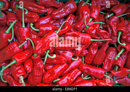chilli peppers on the market, Canary Islands, Tenerife Stock Photo