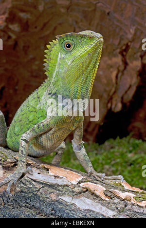Chameleon Forest Dragon, Chameleon Anglehead Lizard (Gonocephalus chamaeleontinus), portrait Stock Photo