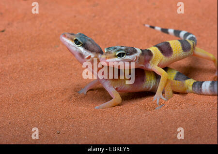 Leopard gecko (Eublepharis macularius), juvenile Leopard geckos Stock Photo
