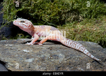 Leopard gecko (Eublepharis macularius), breed Sunglow on a stone Leopard gecko (Eublepharis macularius), breed Sunglow on a stone