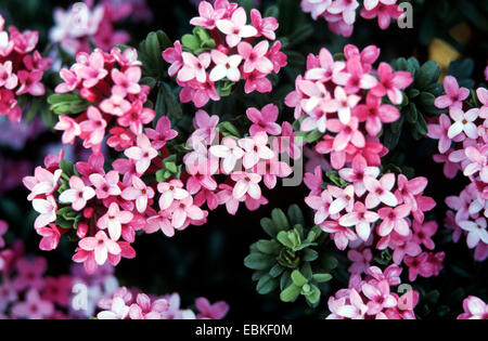 garland flower (Daphne cneorum), blooming plants Stock Photo