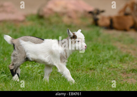 domestic goat (Capra hircus, Capra aegagrus f. hircus), goatling in a meadow, Germany