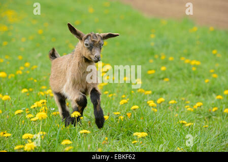 domestic goat (Capra hircus, Capra aegagrus f. hircus), goatling running across a pasture, Germany