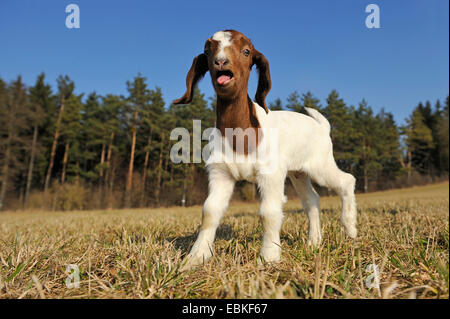 domestic goat (Capra hircus, Capra aegagrus f. hircus), goat kid standing in meadow and bleating, Germany Stock Photo