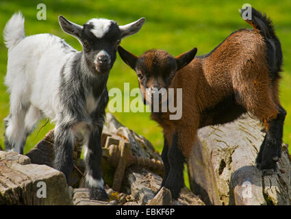 domestic goat (Capra hircus, Capra aegagrus f. hircus), two goatlings standing together on a pile of wood, Germany, North Rhine-Westphalia Stock Photo