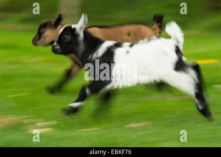 domestic goat (Capra hircus, Capra aegagrus f. hircus), two goatling running together in a meadow, Germany, North Rhine-Westphalia Stock Photo