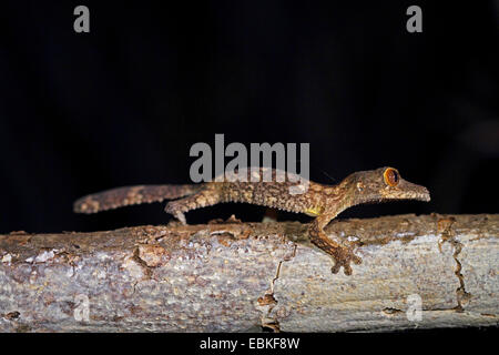 Leaftail gecko, Leaf-tailed Gecko (Uroplatus cf. henkelii), on a branch, Madagascar, Antsiranana, Ankarana National Park Stock Photo