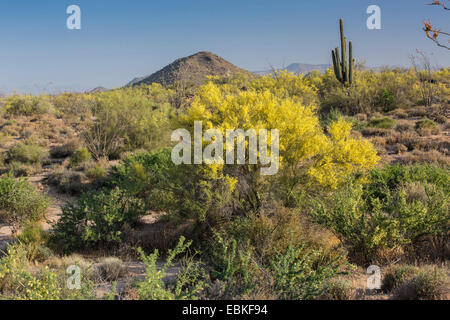 Foothill Palo Verde, Yellow Paloverde (Parkinsonia microphylla), blooming in Sonora deser, USA, Arizona, Phoenix Stock Photo