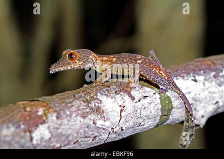 Leaftail gecko, Leaf-tailed Gecko (Uroplatus cf. henkelii), on a branch, Madagascar, Antsiranana, Ankarana National Park Stock Photo